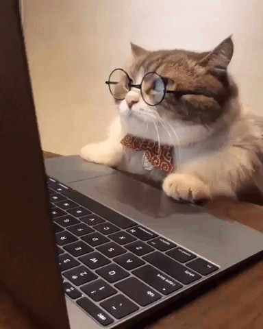 Create meme: cat , smart cat, cat at the computer