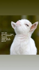 Create meme: the proud goat meme, goat, cat