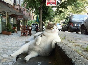 Create meme: tombili, Istanbul cat to tombile photo, the monument to the cat in Turkey