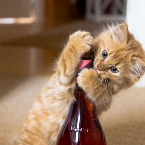 Create meme: A red-haired cat with a bottle, ginger kitten , cute cats