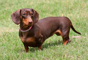 Create meme: breed Dachshund, dog Dachshund, Dachshund