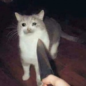 Create meme: smiling cat with a knife, Cat, cry cat meme
