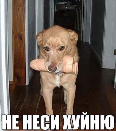 Create meme: dog sausage, dog , dog funny