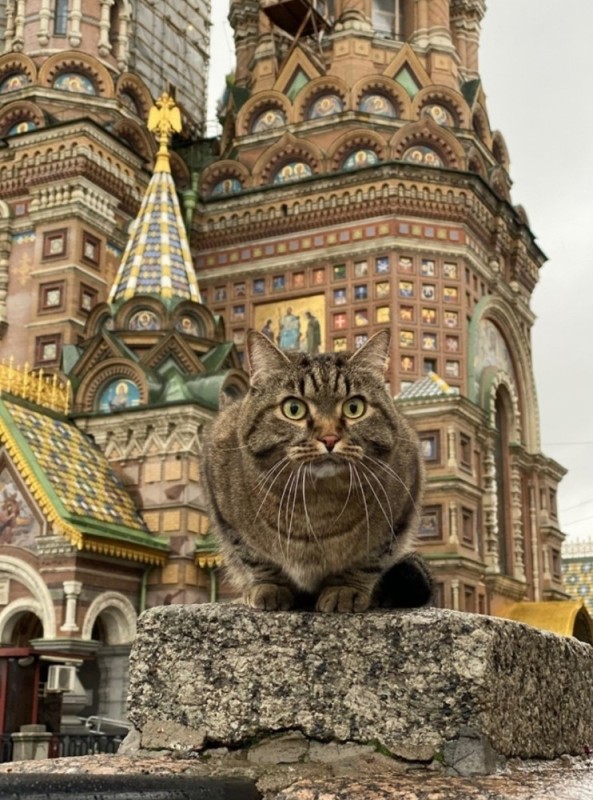 Create meme: Church of the Savior on Spilled Blood, Petersburg cats, He saved the cathedral on blood