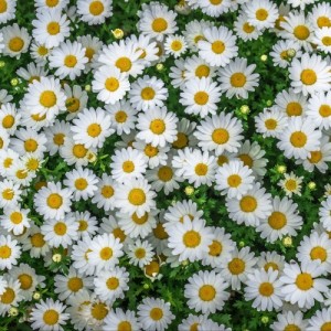 Create meme: daisy, Daisy field photo, daisy flower
