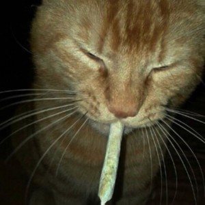 Create meme: funny animals, cat with a cigarette, cat