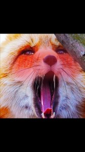 Создать мем: лиса рыжий, лисица, животные