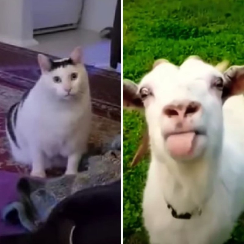 Создать мем: кот из мемов белый мяукает, смешной козел, козел ржет