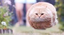 Создать мем: funny cat picture for kids, кот в полете, летающий кот мем