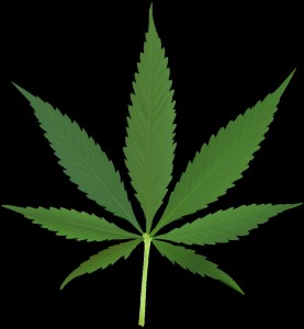 Создать мем: марихуана футаж, улыбающийся каннабис лист, конопляный куст