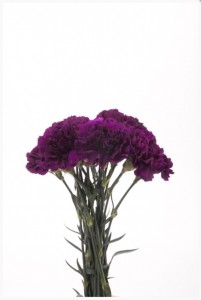Create meme: carnations bouquet, carnations flowers lilac, purple carnations
