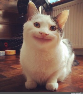 Create meme: polite cat, smiling cat , smiling cat meme