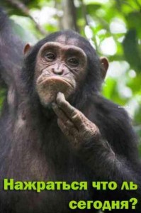 Создать мем: шимпанзе самое умное животное, обезьяна, нажраться бы сегодня картинки