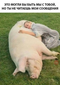 Создать мем: свинья в доме, свинья, свинья наелась и спит