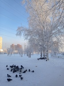 Create meme: winter birds, nature