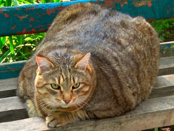 Create meme: cat , fat cat , yard cat breed
