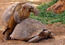 Create meme: turtle, giant turtle, Seychelles giant tortoise