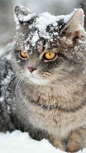 Create meme: winter cat, cat snow