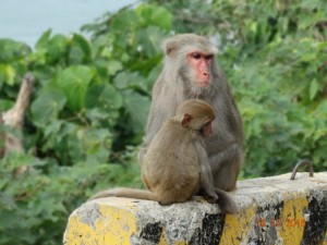 Создать мем: обезьяна гамадрил, остров обезьян вьетнам, резус макака