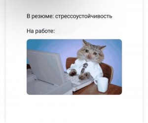 Создать мем: кошка, кот, кот менеджер