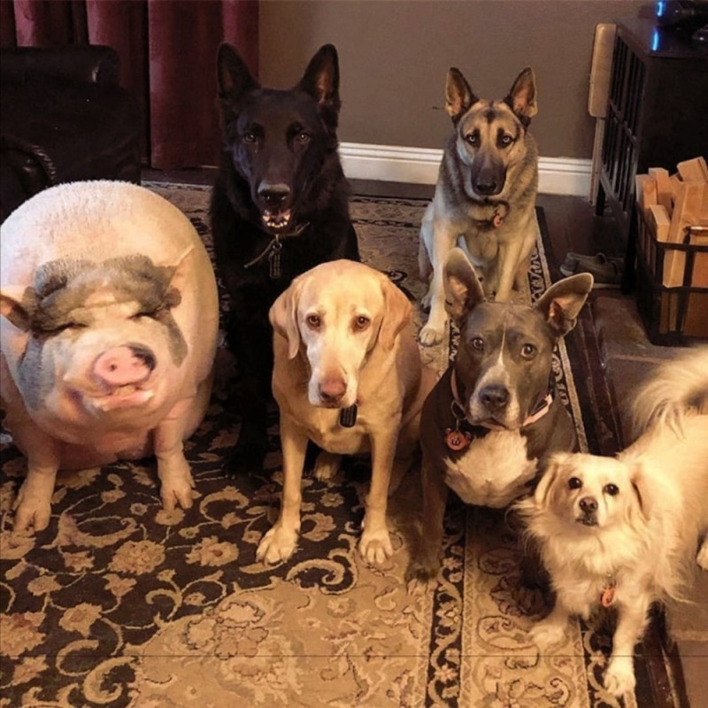 Создать мем: свинья и пять собак, 5 собак, собака