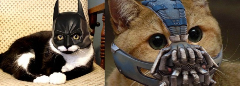 Create meme: bane the cat, the cat in the batman mask, the cat in the mask