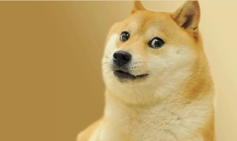 Create meme: doge dog , doge , Shiba inu doggie