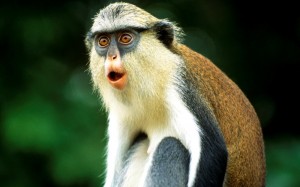 Create meme: monkey animals, monkey