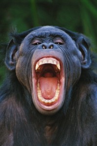 Create meme: chimpanzees kill each other, chimpanzee, chimpanzee Lana