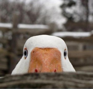 Create meme: duck duck animal, goose, evil goose