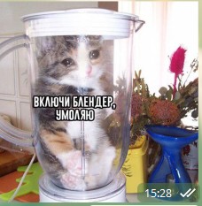 Создать мем: юмор, коты смешные, кошка