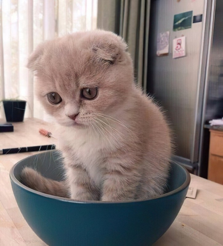 Create meme: sad cat , lop-eared kitten, sad cat 