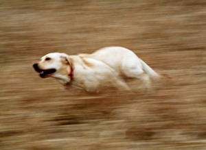 Create meme: Golden Retriever dog, Labrador Retriever