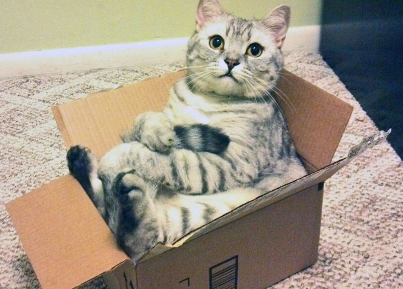 Создать мем: кот в коробке, кошки в коробках, кот в ящике