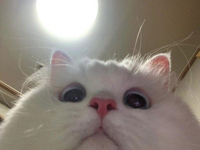Create meme: cute white cat, cute cats , cute cat meme