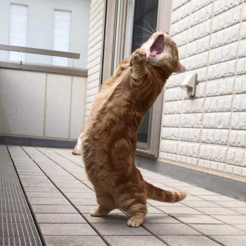 Create meme: the cat yells funny, screaming cat , the dancing cat