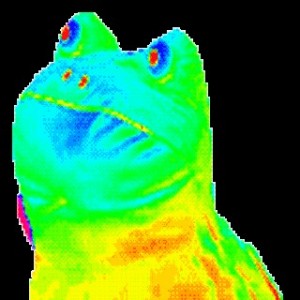 Create meme: rainbow frog