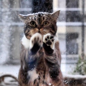 Создать мем: Щщ, сибирские кошки зима, cat