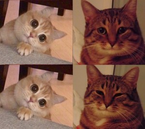 Создать мем: мемо котики, кот думает мем, кот мем