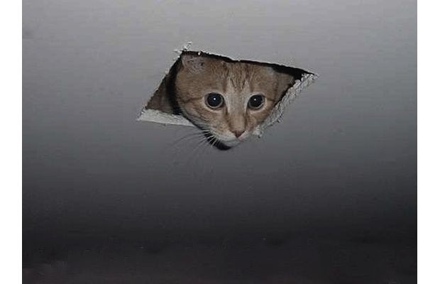 Создать мем: кот в потолке мем, мем кот, кот на потолке