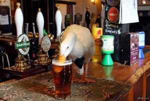 Create meme: drunk goose, goose with alcohol, beer goose jokes