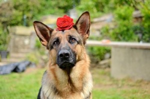 Create meme: German shepherd breed, shepherd dog, shepherd