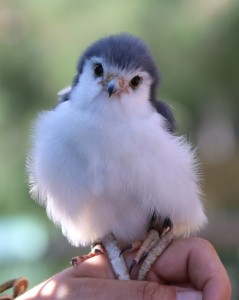 Create meme: bird, african pygmy, cute little birds