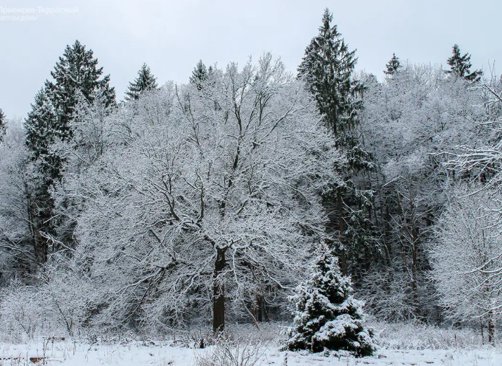 Создать мем: зима пейзаж, красивый зимний лес, деревья зимой