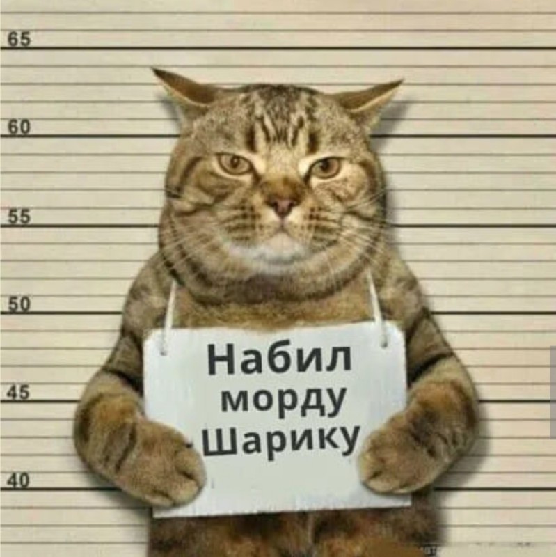 Create meme: cat , cat criminal with a sign, cats with signs