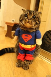 Create meme: funny cats, cat in a Superman costume, cat Superman