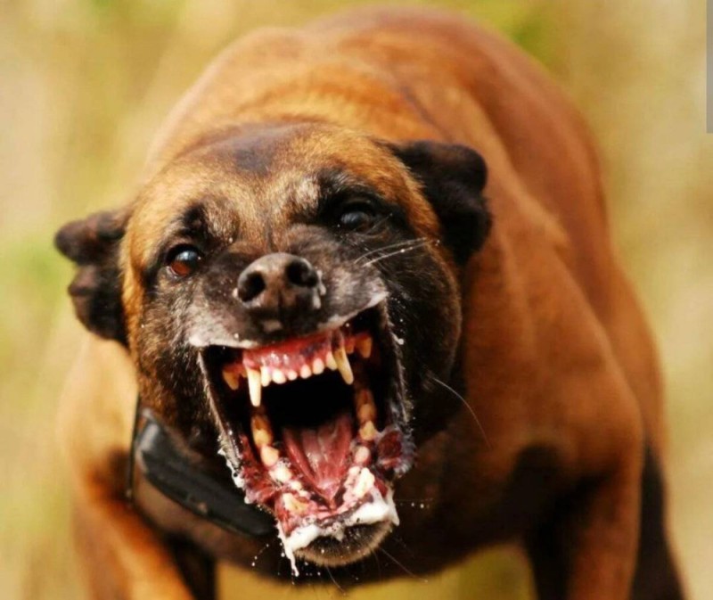 Создать мем: собака оскал, агрессивная собака, стаффордширский терьер оскал