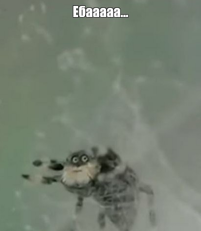 Create meme: Grandfather spider, spider jumper, spider horse