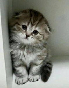 Create meme: Scottish fold kittens, Scottish fold cat