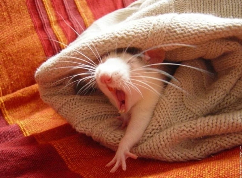 Create meme: the mouse is funny, The mouse woke up, The sleepy rat